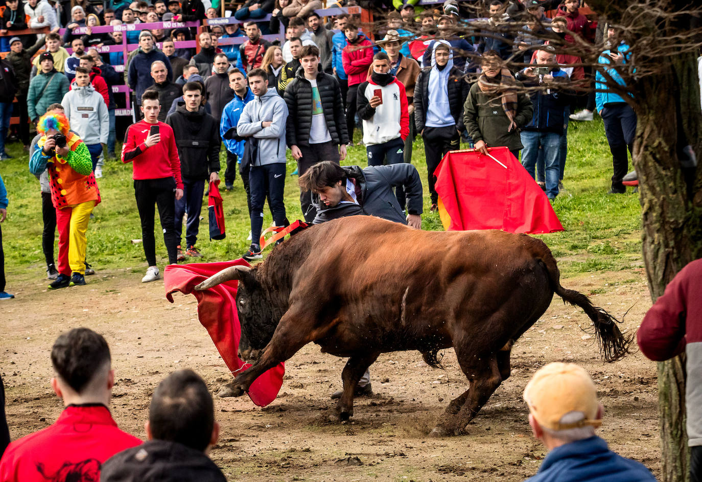 Primer encierro taurino en el Carnaval de Ciudad Rodrigo