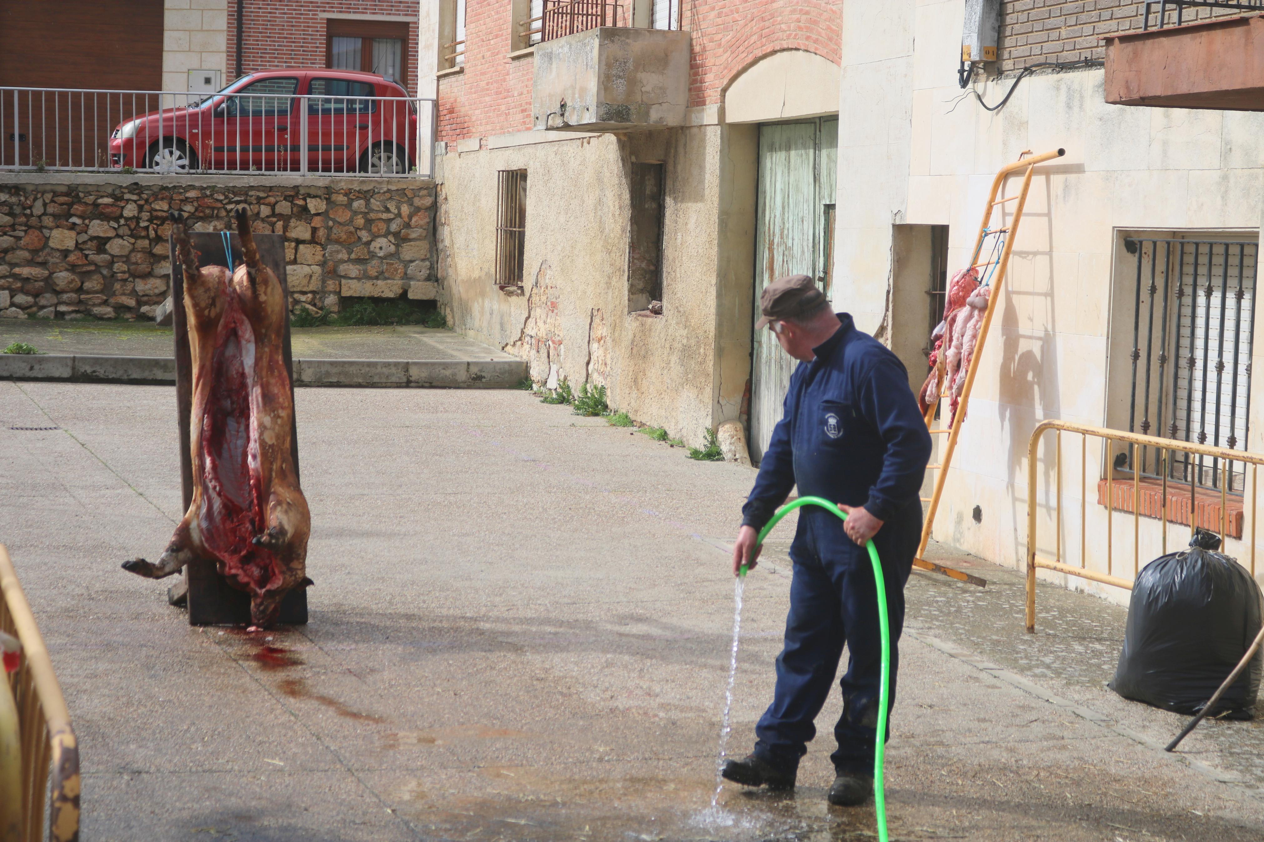 Villamuriel de Cerrato celebra su Fiesta de la Matanza
