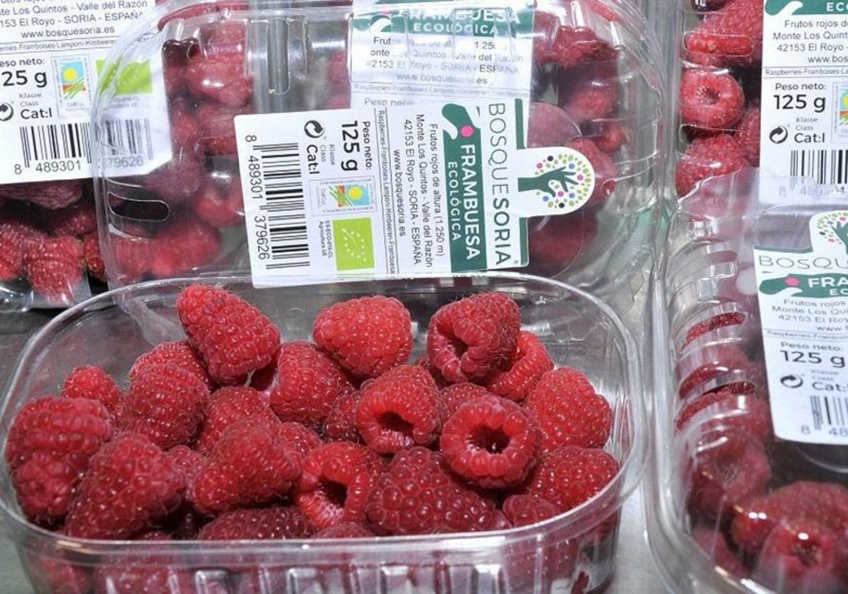 El futuro obrador de El Royo permitirá un aprovechamiento completo de las cosechas de frutos rojos