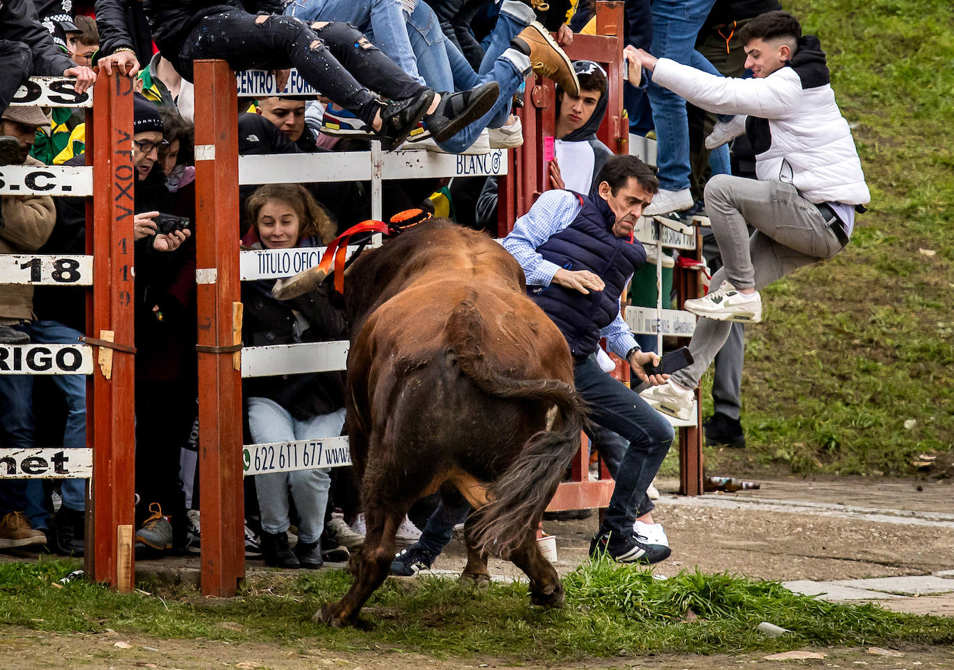 Las espectaculares imágenes del Carnaval del Toro de Ciudad Rodrigo