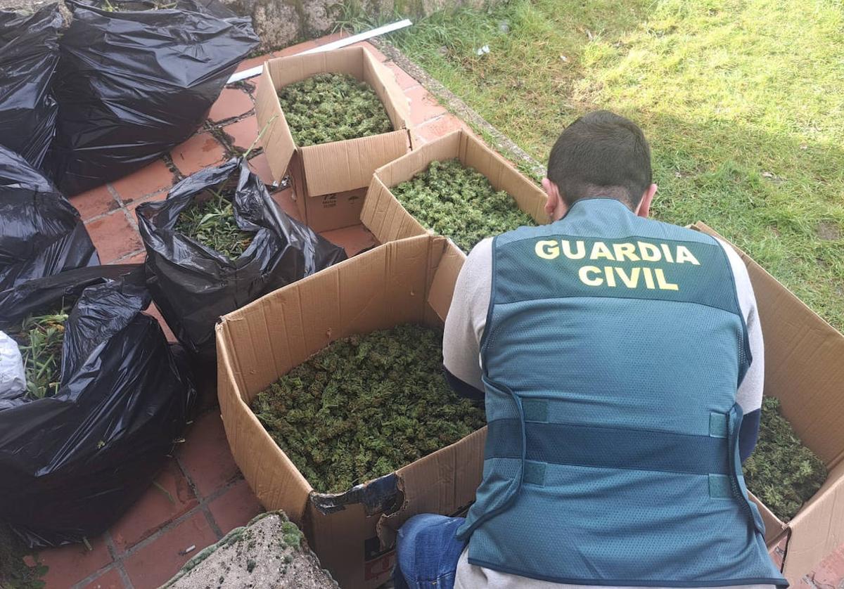 Uno de los agentes ordena en cajas los cogollos de marihuana.