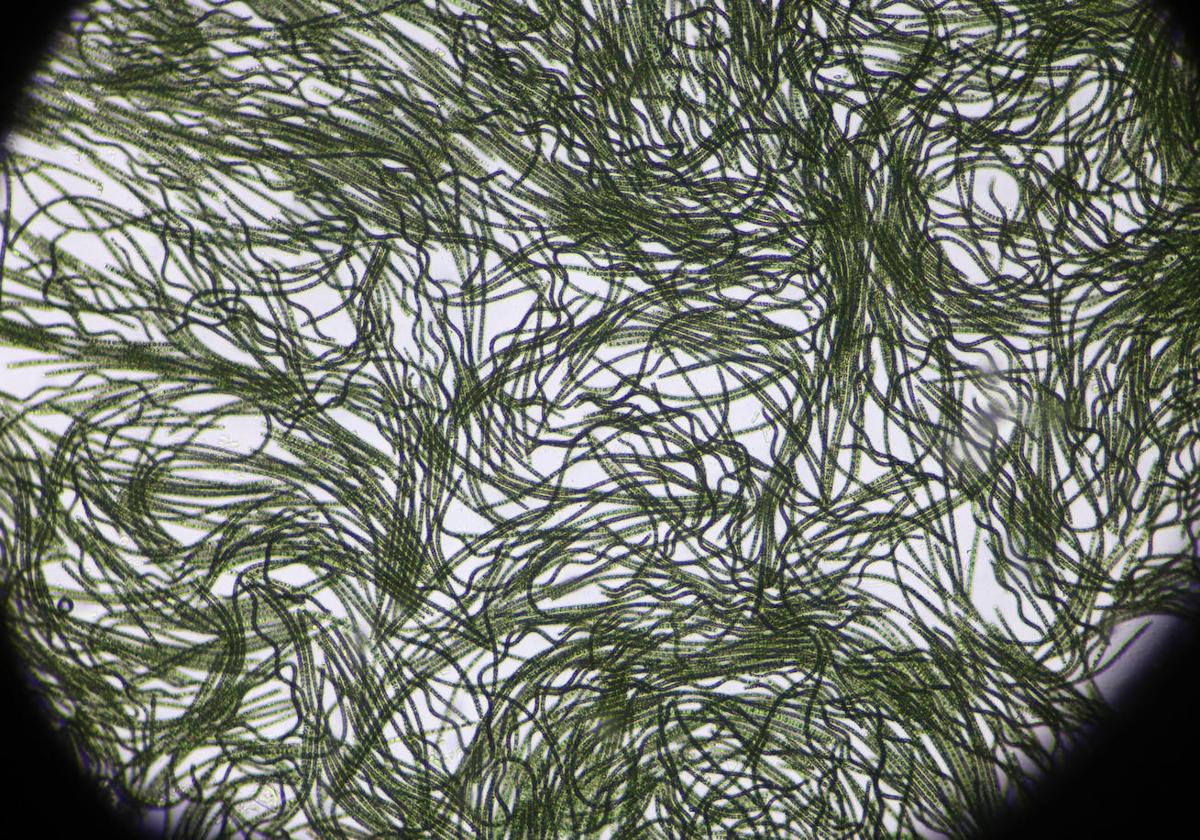 Microalgas, proteina de calidad