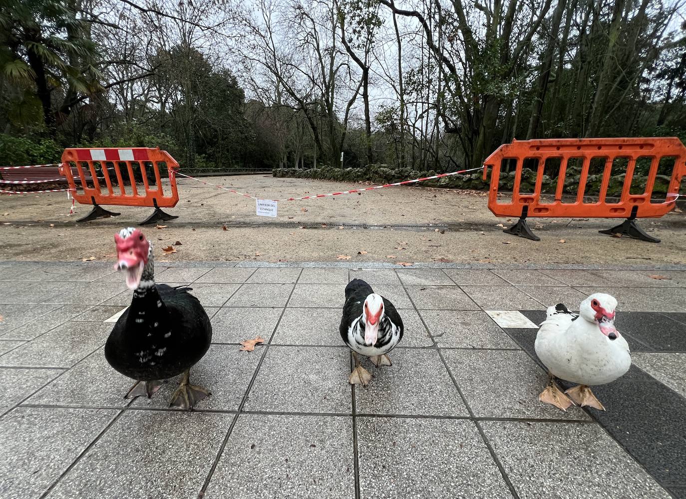 El vaciado del estanque de Campo Grande, en imágenes