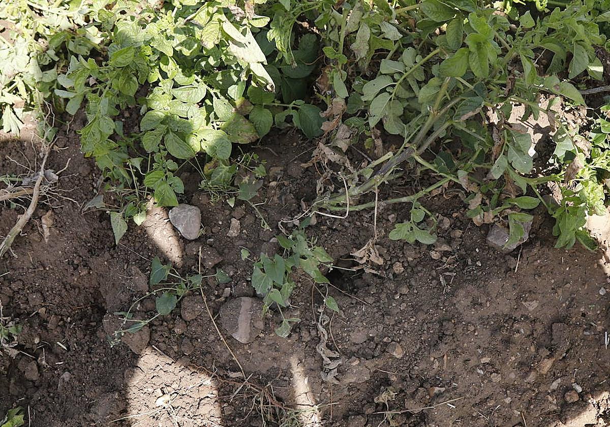 La plaga de topillos daña los cultivos de Herrera de Pisuerga en una imagen de archivo.