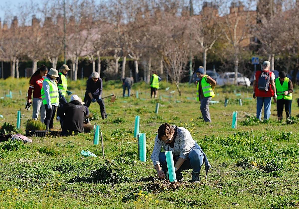 Labores de reforestación de la parcela de la urbanización Santa Ana.