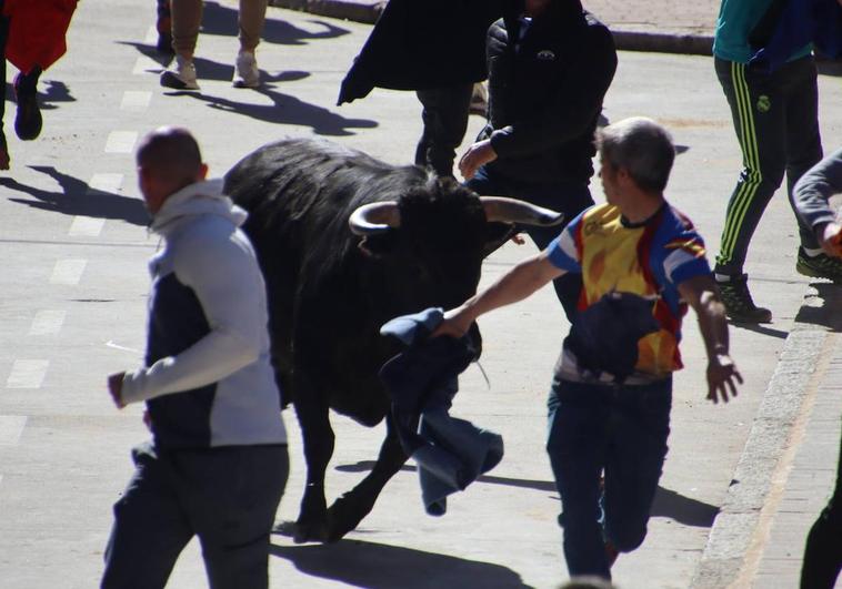 El Toro de Carnaval, durante el recorrido por las calles de Rioseco.