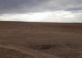 Tierra recién sembrada de avena, en días pasados, en la provincia de Valladolid.