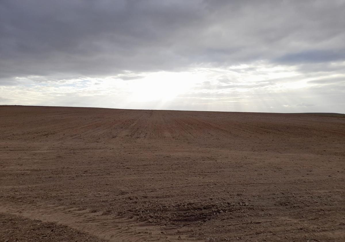 Tierra recién sembrada de avena, en días pasados, en la provincia de Valladolid.