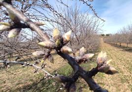 Estado actual de los almendros de Alejandro Valencia en la localidad vallisoletana de Siete Iglesias de Trabancos.