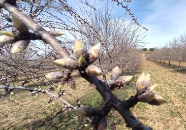 Almendros en flor cada vez más pronto: así sortean las heladas los productores