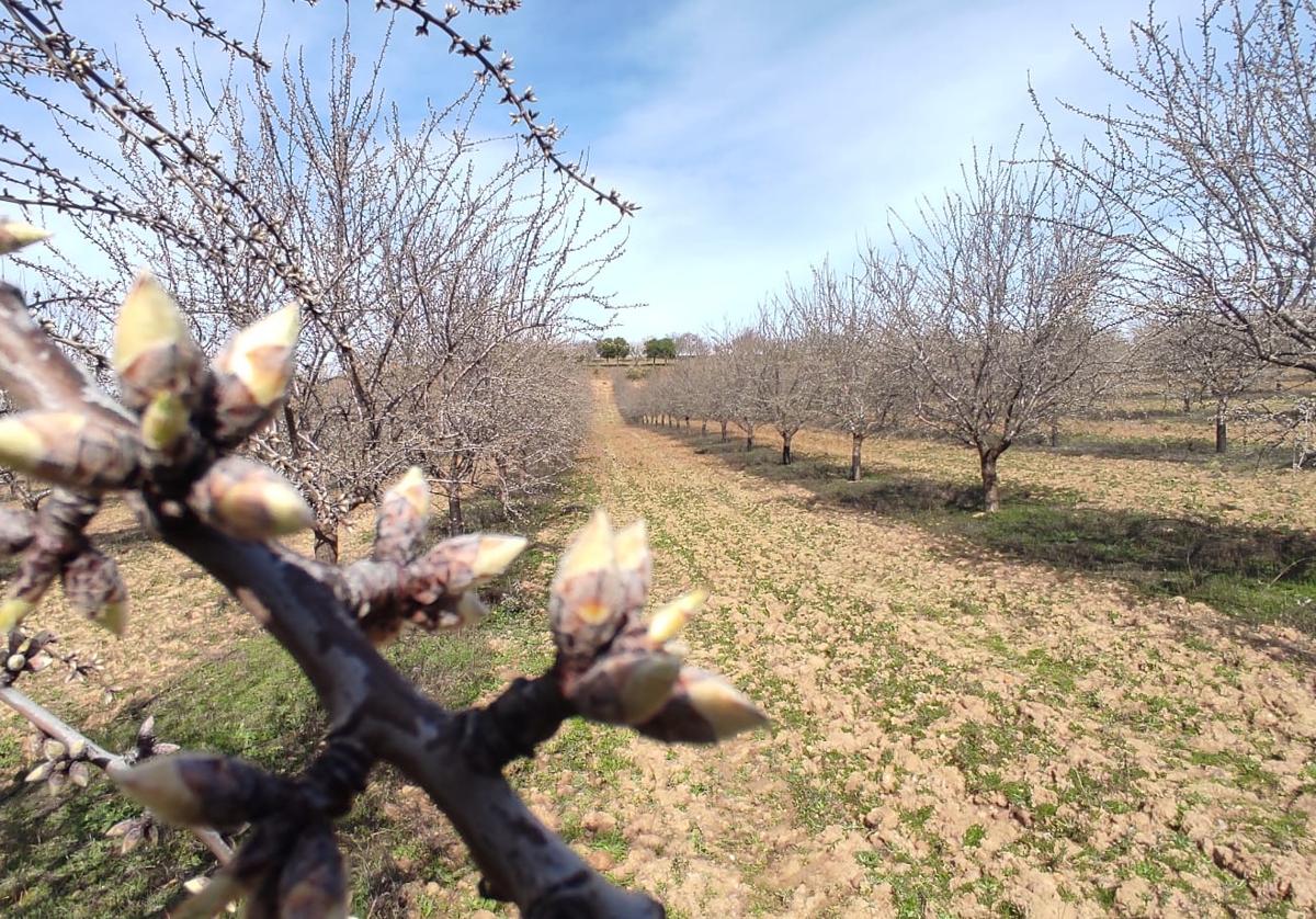 Estado actual de los almendros de Alejandro Valencia en la localidad vallisoletana de Siete Iglesias de Trabancos.