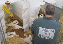 Imagen de archivo de una intervención del Seprona por maltrato animal.