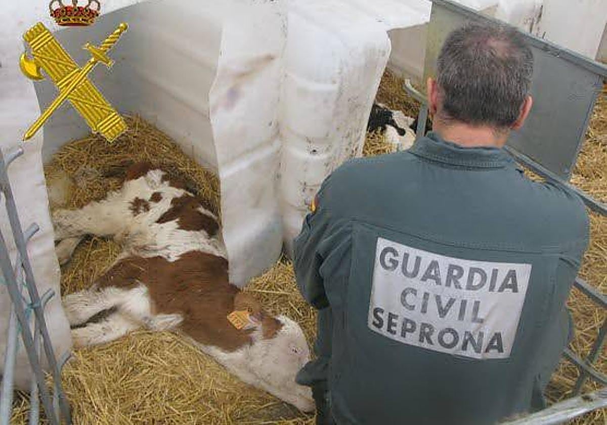 Imagen de archivo de una intervención del Seprona por maltrato animal.