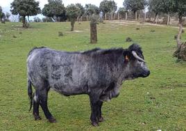 Una vaca morucha en la finca El Maillero, en Puebla de Azaba, Salamanca.