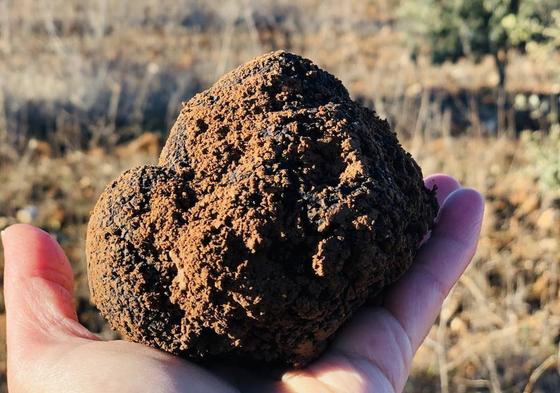 Una trufa encontrada en el Cerrato.