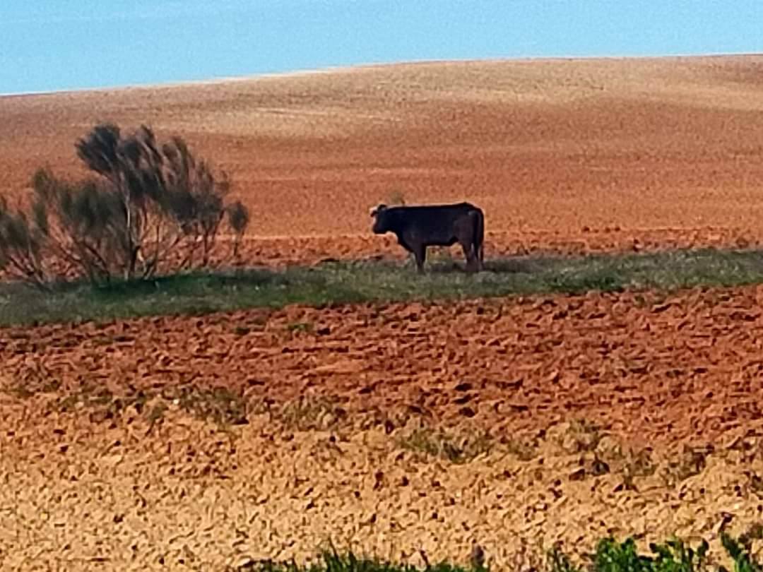 La vaca, poco después de acabar con la vida de Manuel Hernández.