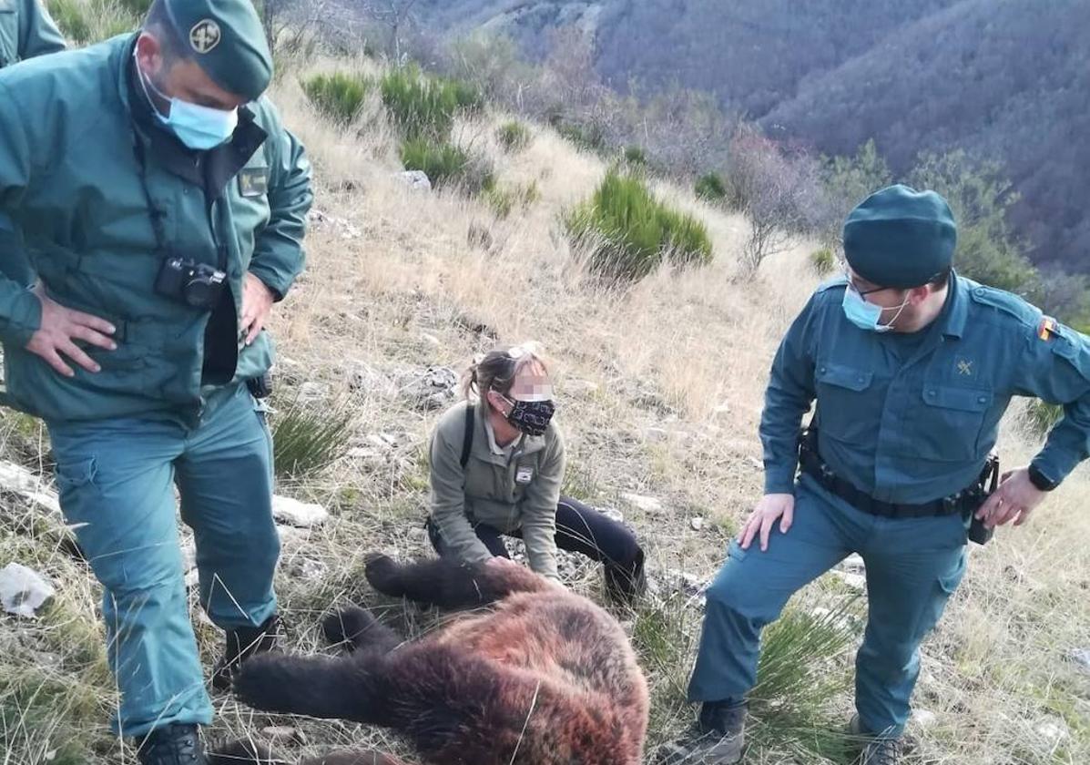 La Guardia Civil y agentes medioambientales examinan la osa muerta.