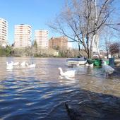 Pisuerga y Esgueva rozan el lleno en el pico de sus crecidas en Valladolid