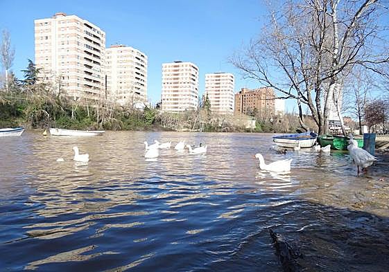 Estado del Pisuerga, al borde de sus paseos inferiores, bajo el puente de Poniente.
