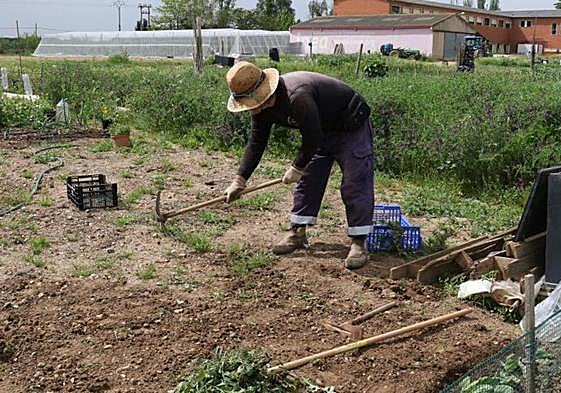 Huertos ecológicos en la provincia de Valladolid.