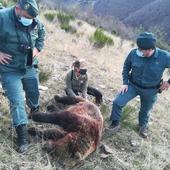 Ecologistas en Acción critica que no haya sido «más contundente» la sentencia por matar a una osa