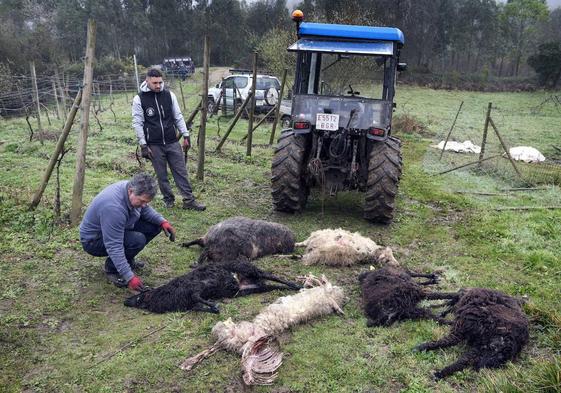 Los ganaderos Gabriel Bueno y su hijo retiran los cadáveres de las ovejas atacadas por el lobo.