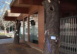 El Ayuntamiento aclara que los árboles del Salón no se talan por la obra de la cafetería