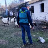 Detenido por robar cinco corderos en Torrecaballeros