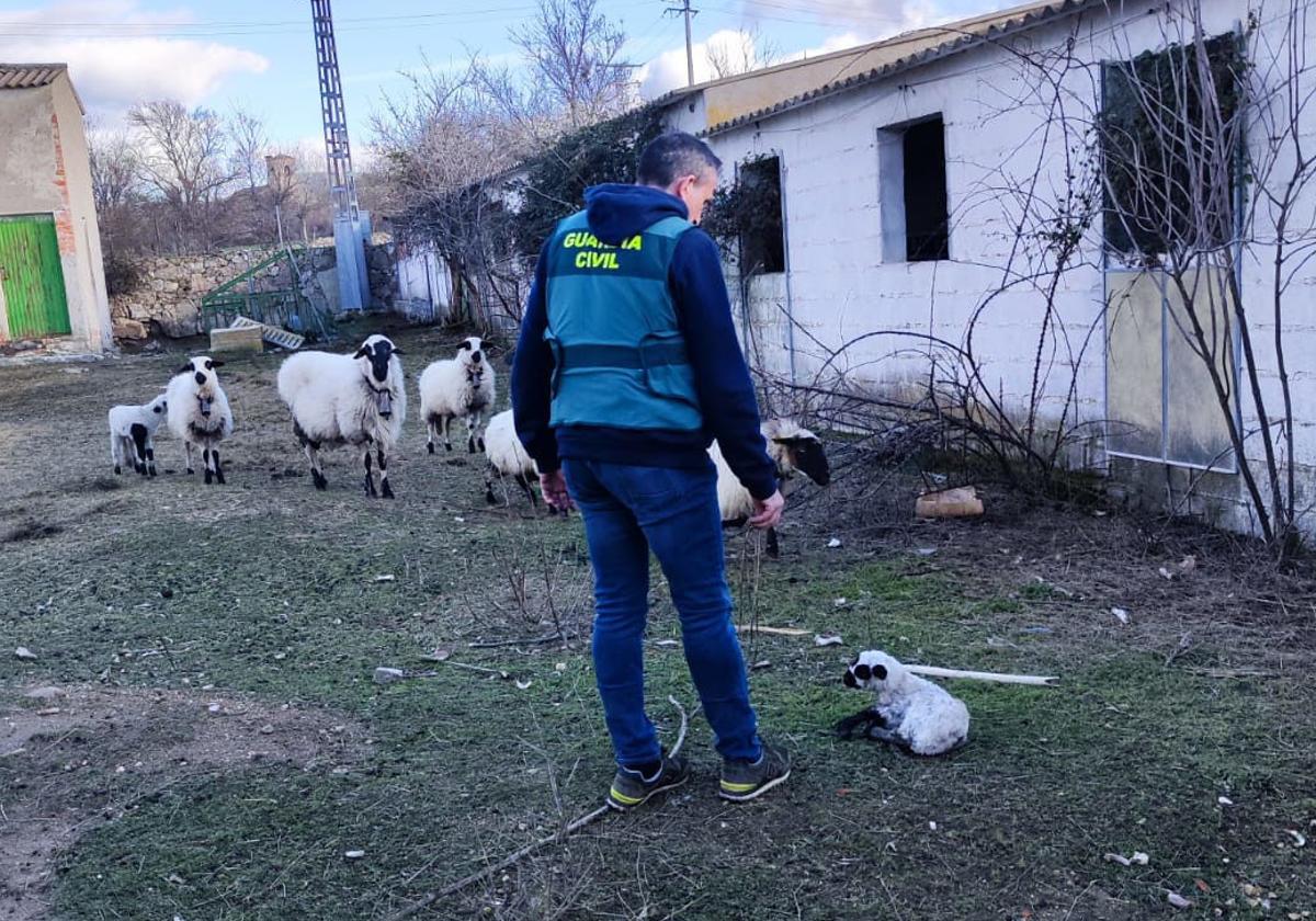 Un agente atiende a uno de los corderos recuperados.