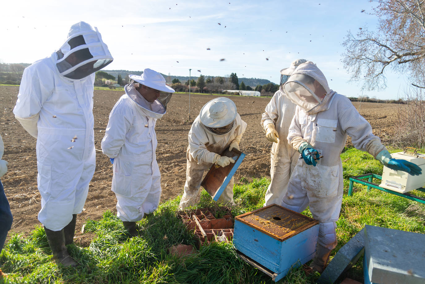 El mercado y el veterinario de explotación ensombrecen el futuro del sector apícola