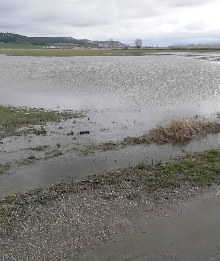 Imagen secundaria 2 - Arriba, el río desbordado en Olmos de Esgueva y, debajo a la izquierda, el agua anegando el carril bici. A la derecha, tierras anegadas en Villarmentero.