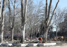 El parque de Jardinillos despide a doce árboles
