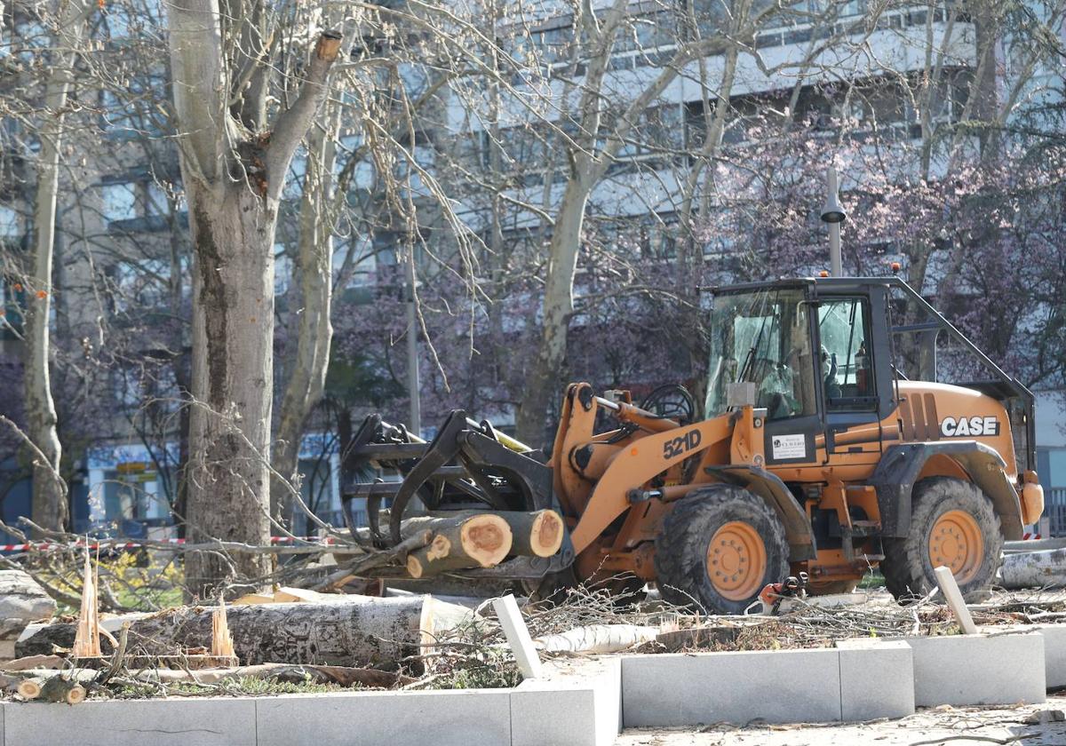 El parque de Jardinillos despide a doce árboles