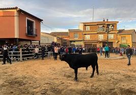 Decenas de aficionados disfrutaron este sábado de la cuarta edición de la suelta de El Tortillero en Villalón.