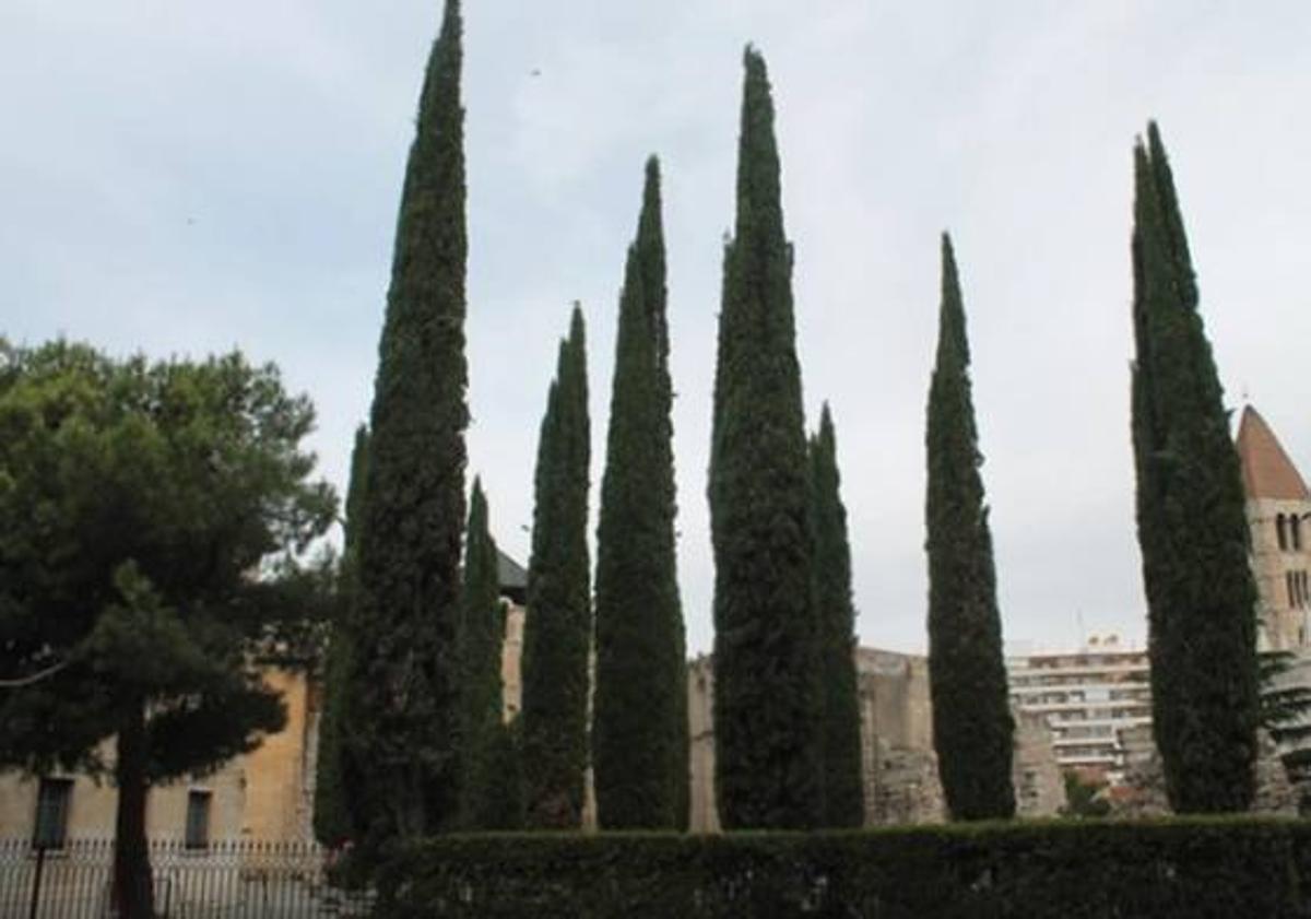 Imagen principal - Cipreses en la trasera de la Catedral, cedro del Líbano la plaza de San Pablo y castaños de indias de la plaza de San Juan.