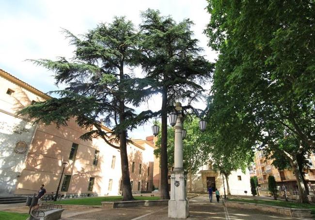 Dos cedros centenarios en la plaza de la Trinidad.