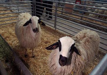 La carne, la leche y el queso protagonizarán la Feria de Raza Churra el 27 y 28 de abril