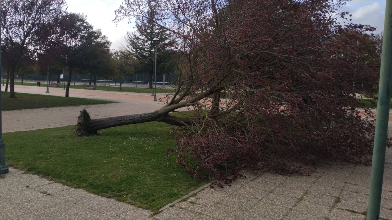 Palencia sufre los efectos del fuerte viento