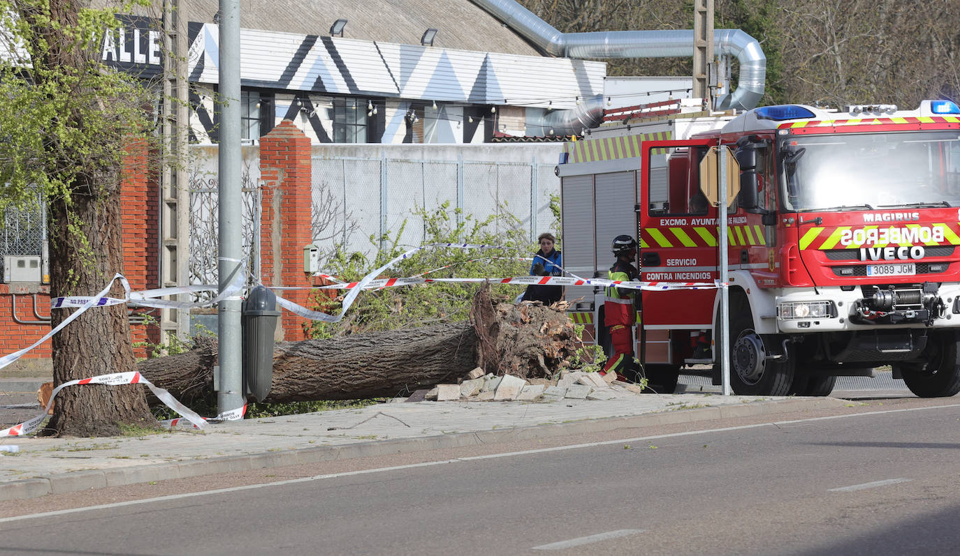 Palencia sufre los efectos del fuerte viento