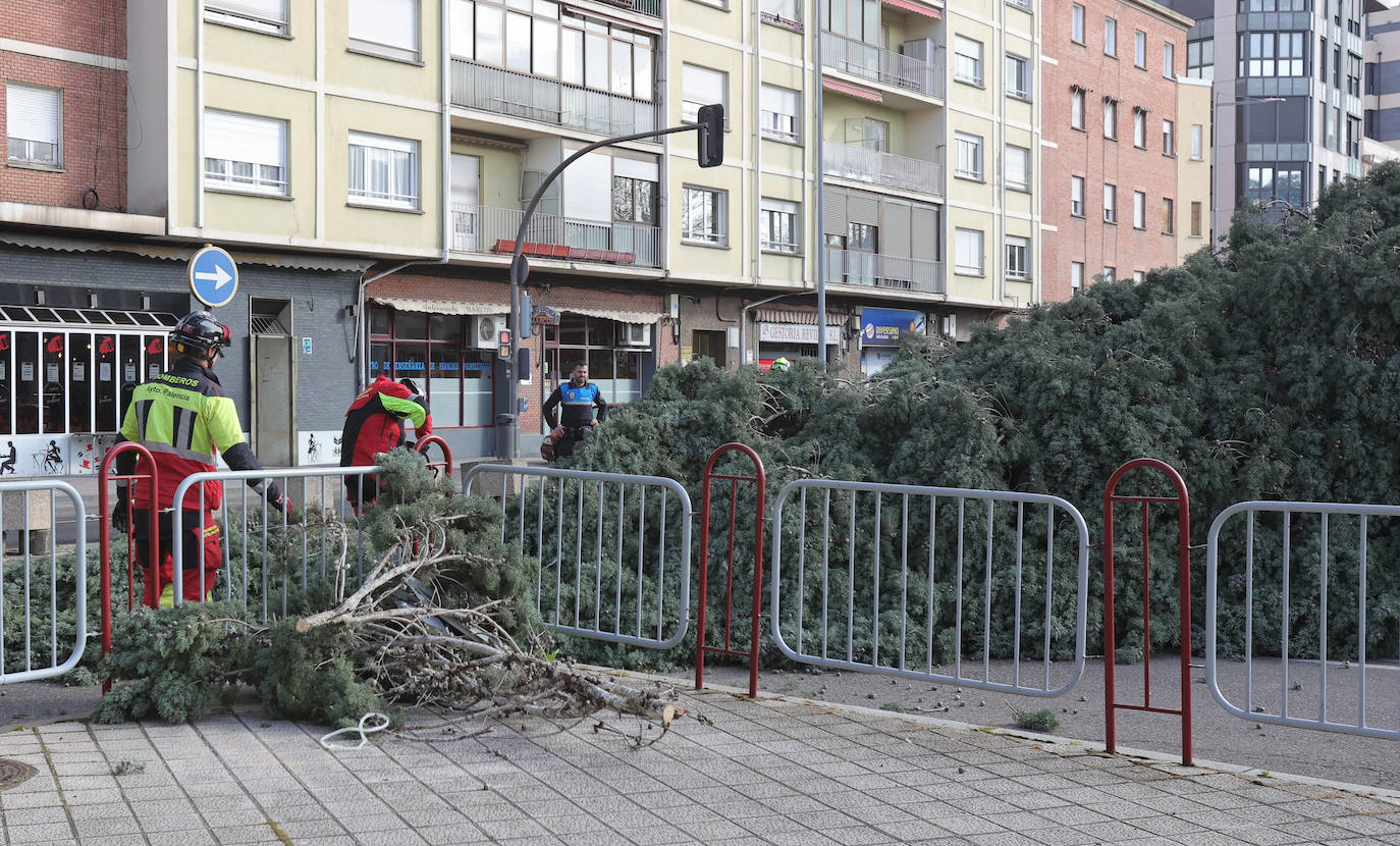 Palencia sufre los efectos del fuerte viento