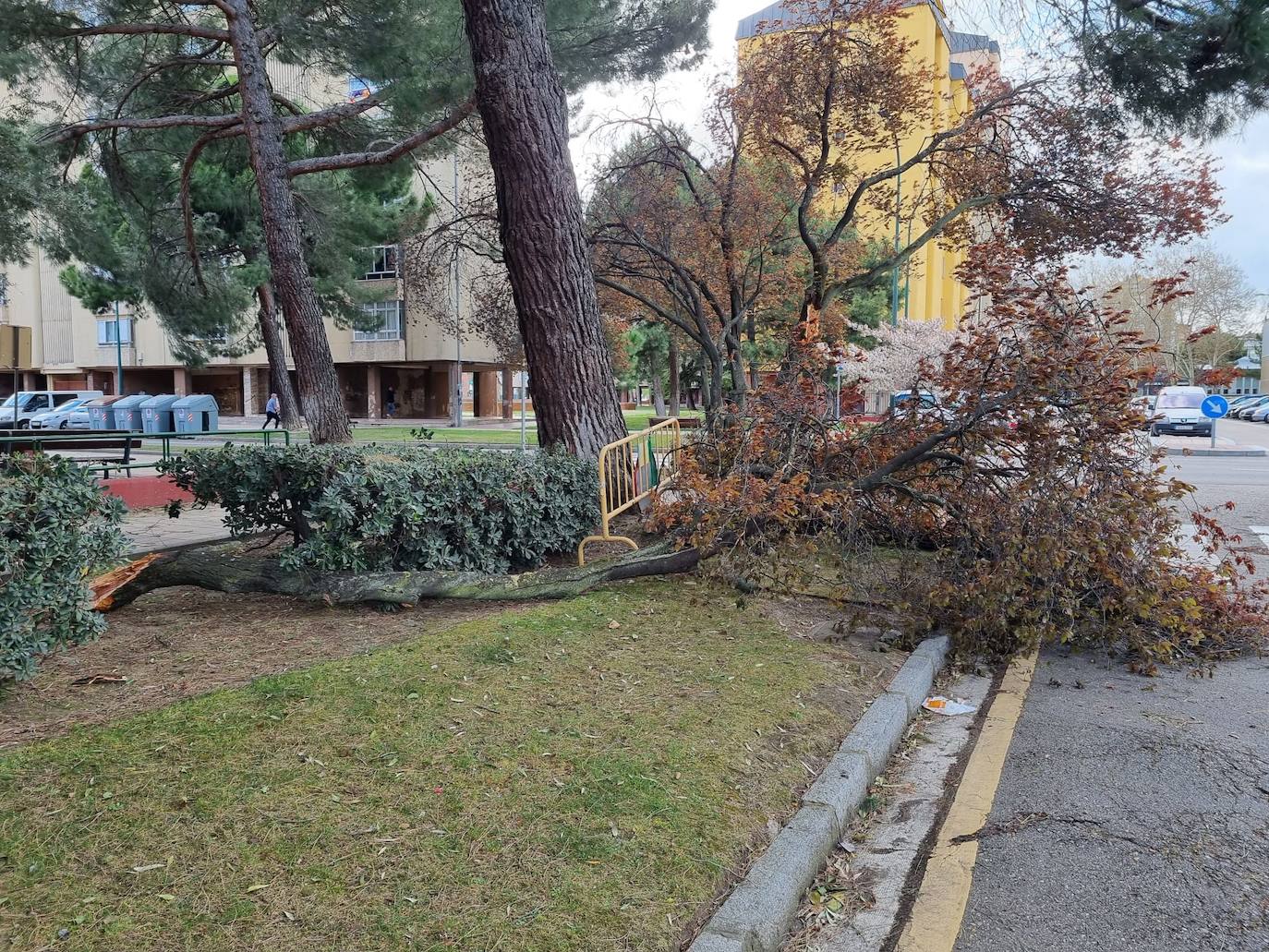 Un arbol se derrumba en la calle Joaquín Velasco Martín.