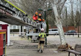 Los Bomberos retiran un árbol caído en Parque Alameda.