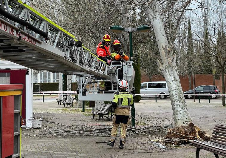 Los Bomberos retiran un árbol caído en Parque Alameda. En el vídeo reabre la Feria de Artesanía.