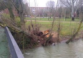 El árbol derribado sobre el puente. Al fondo, las viviendas de la avenida de Castilla.