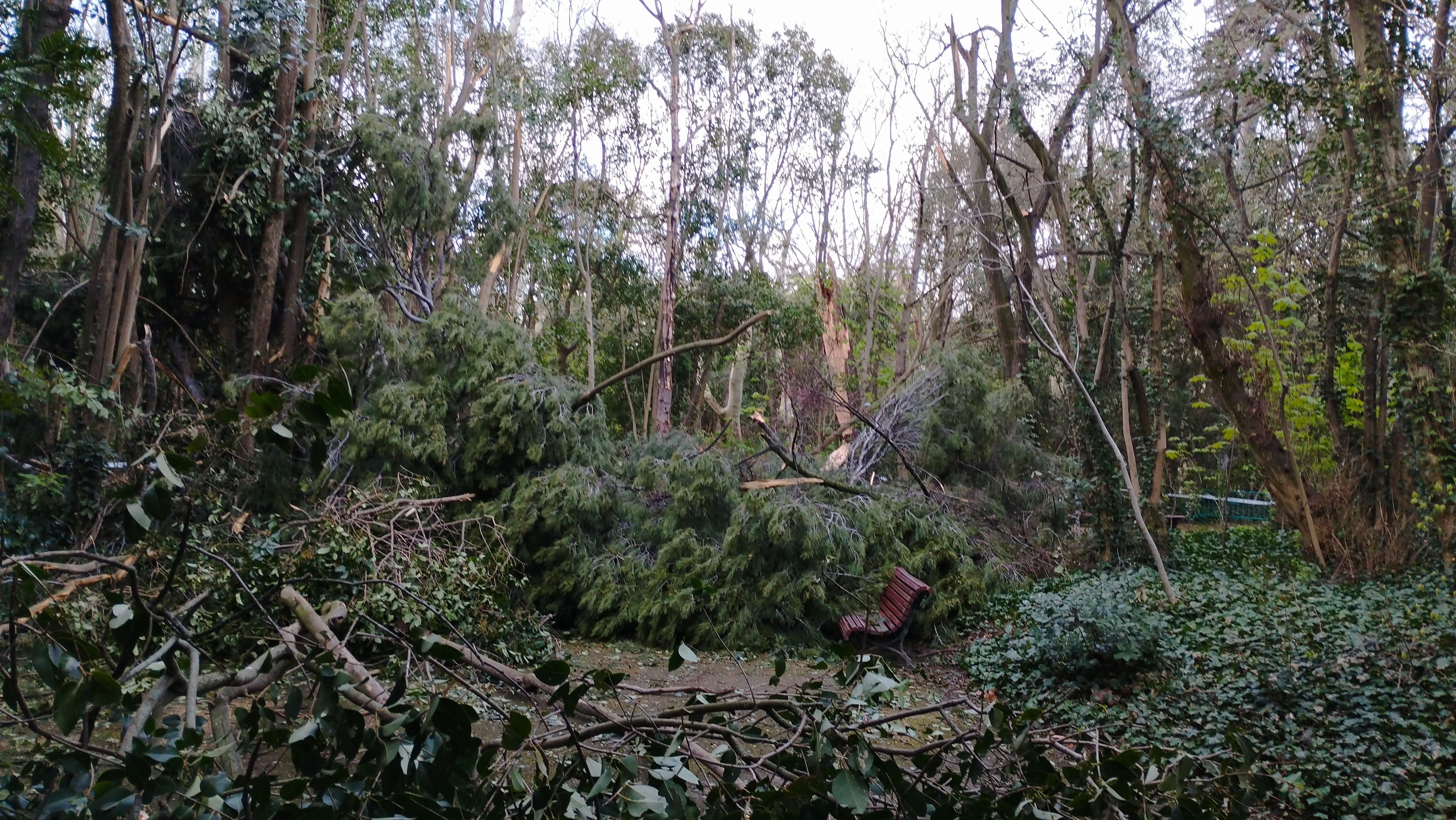 Las imágenes de la caída del árbol de más de diez metros en Campo Grande