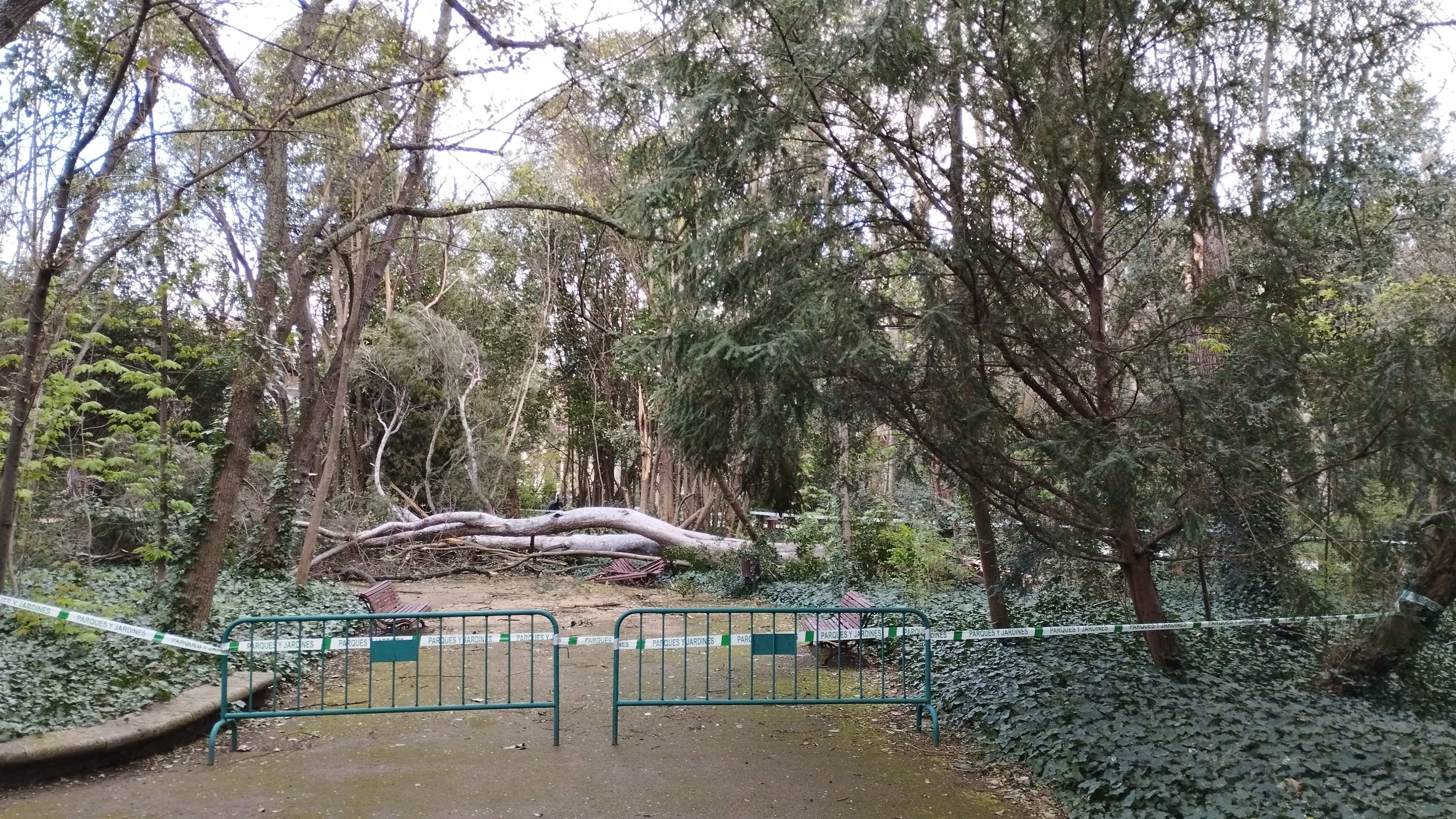 Las imágenes de la caída del árbol de más de diez metros en Campo Grande