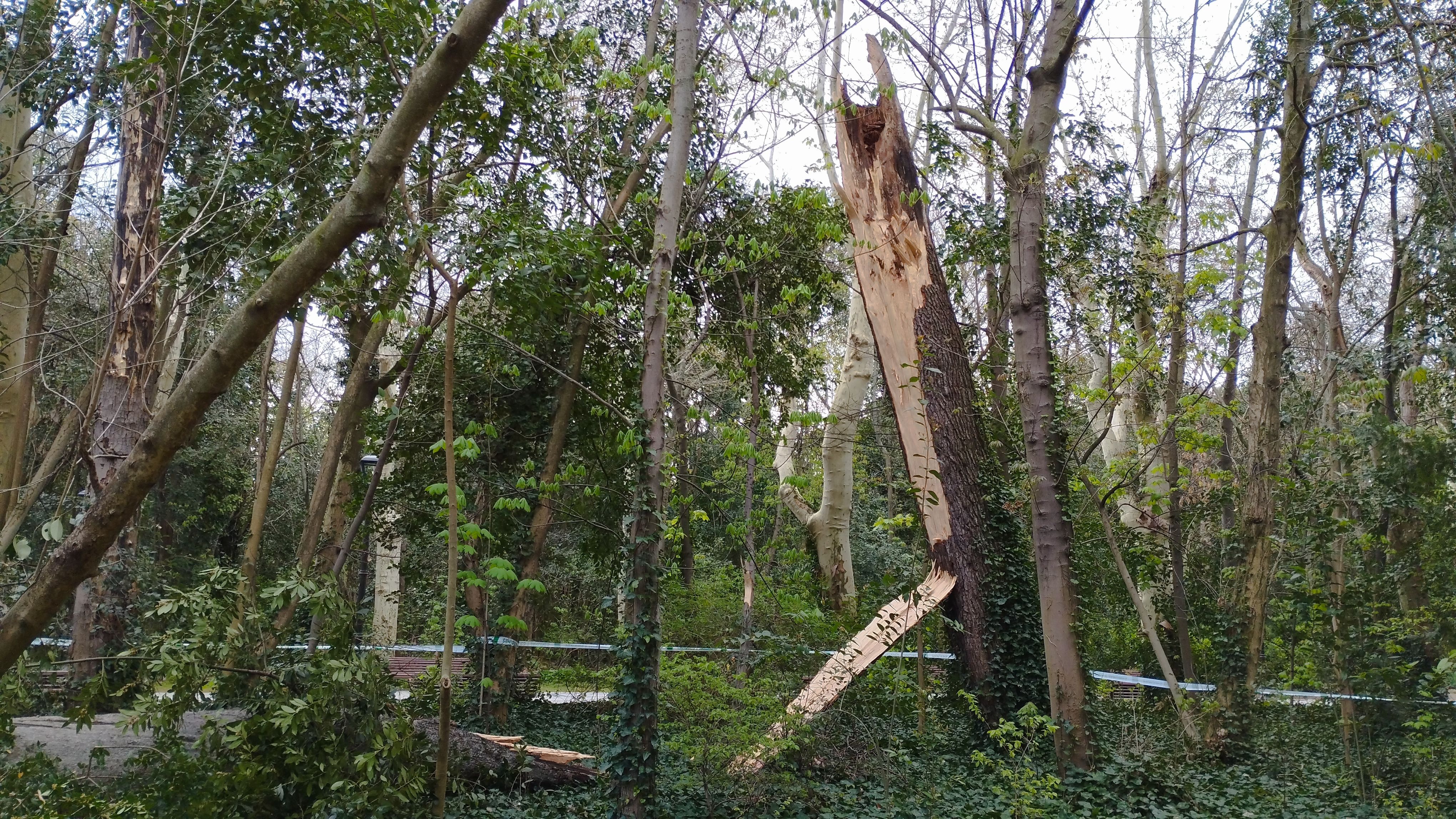 Las imágenes de la caída del árbol de más de diez metros en Campo Grande