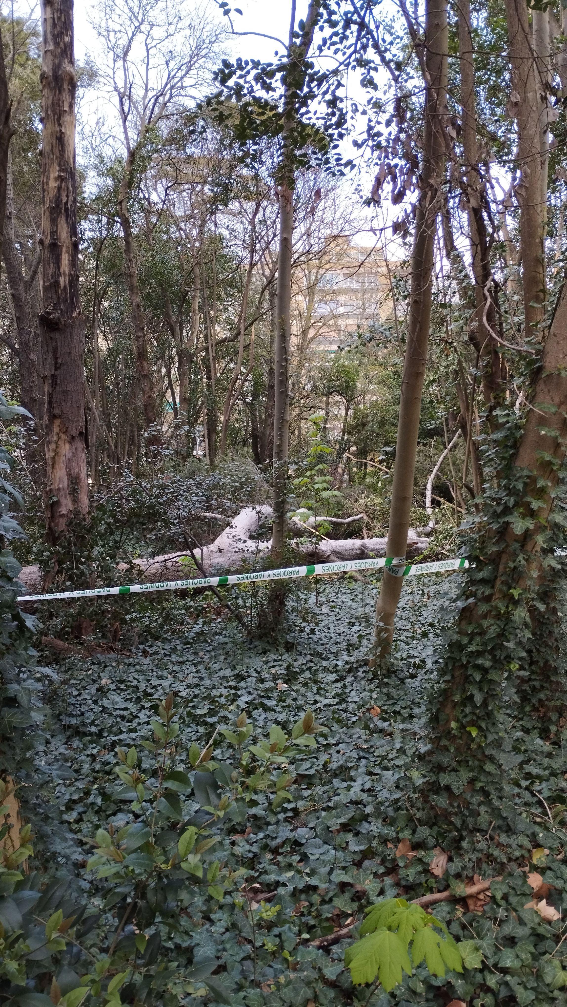 Las imágenes de la caída del árbol de más de diez metros en Campo Grande