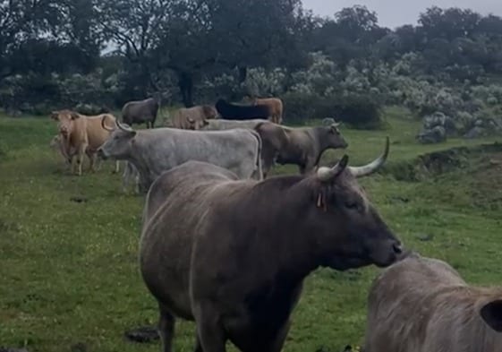 Las vacas de la ganadería de Ángel Calderero pastando en Aldea del Obispo, Salamanca.