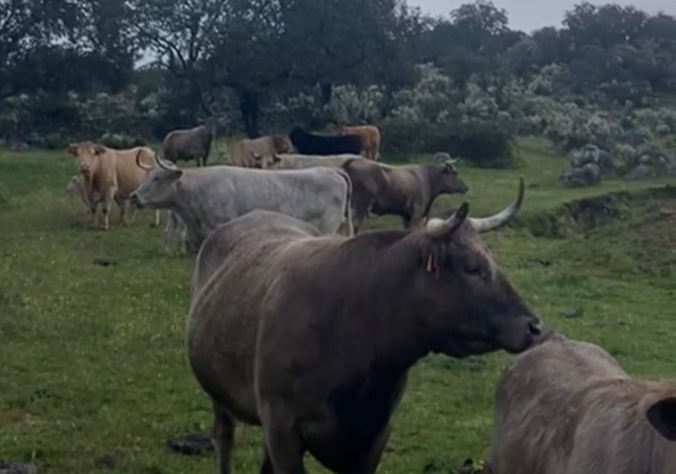 Las vacas de la ganadería de Ángel Calderero pastando en Aldea del Obispo, Salamanca.